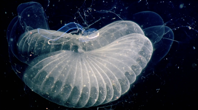 Film still photo of underwater creature