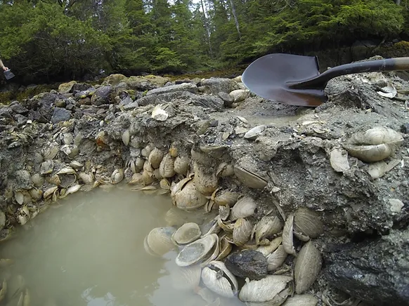 Image of clams on a shoreline.