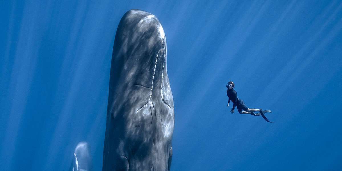 Underwater photo of Patrick and the sperm whale "Delores"